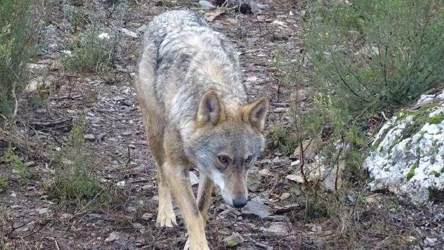 Ejemplar de lobo ibérico