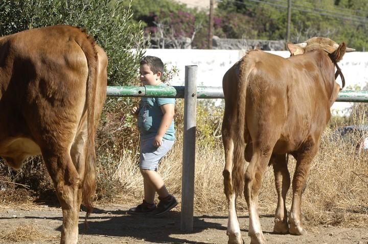 FERIA DE GANADO,PAELLA Y SANGRIA EN VALLELOS NUEVE