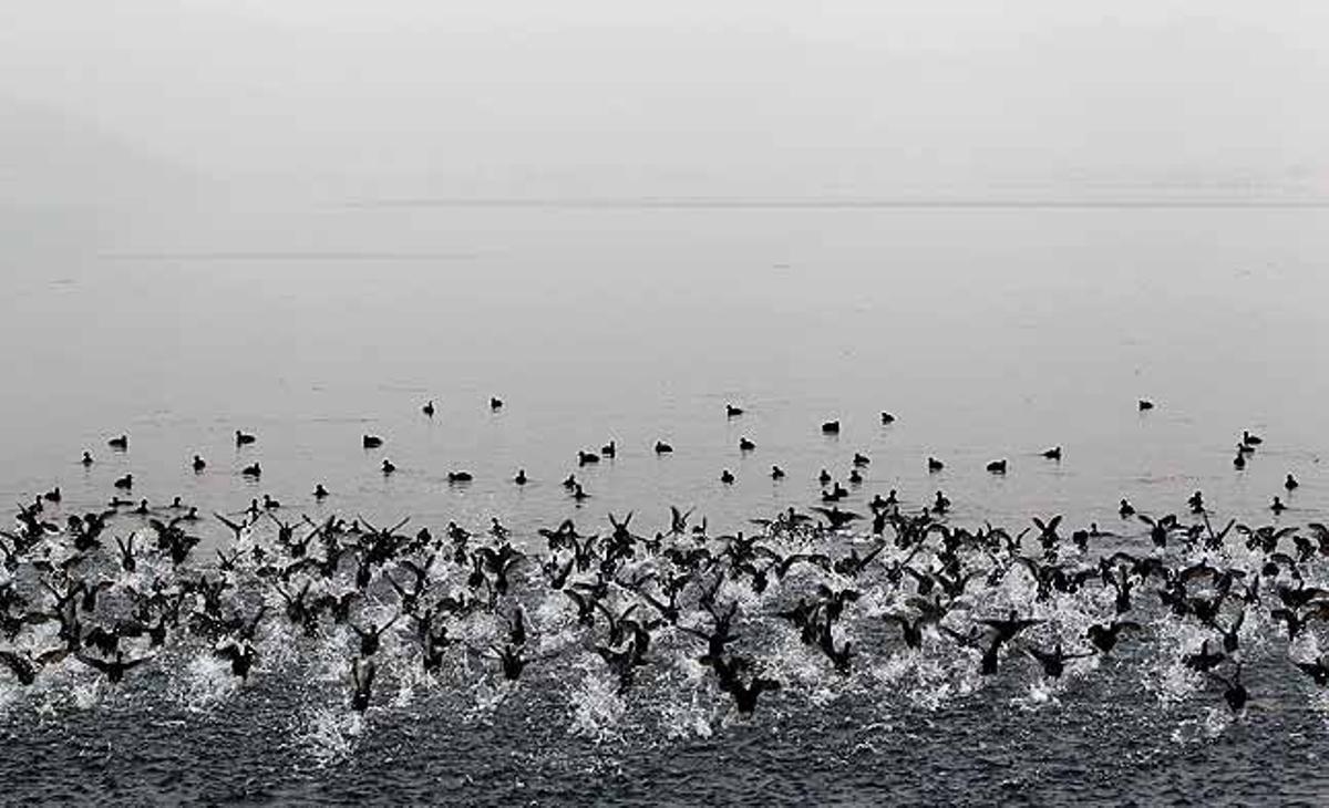 Una bandada de fotges emprenen el vol en un matí fred i amb boira al llac Dal a Srinagar (Índia).