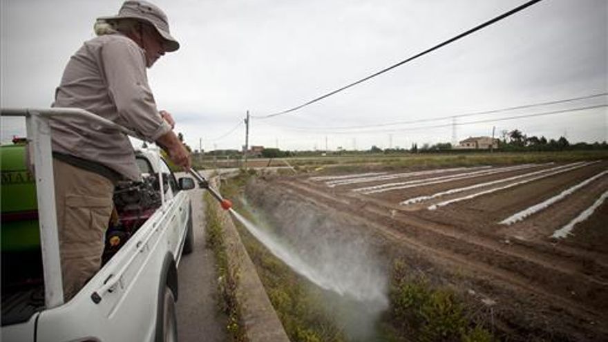 Castelló se protege de la fiebre del Nilo
