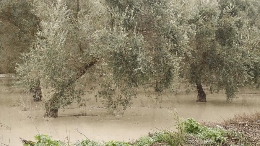 Crisis en el campo por el temporal: Asaja Córdoba solicita a los ayuntamientos la exención del IBI de rústica