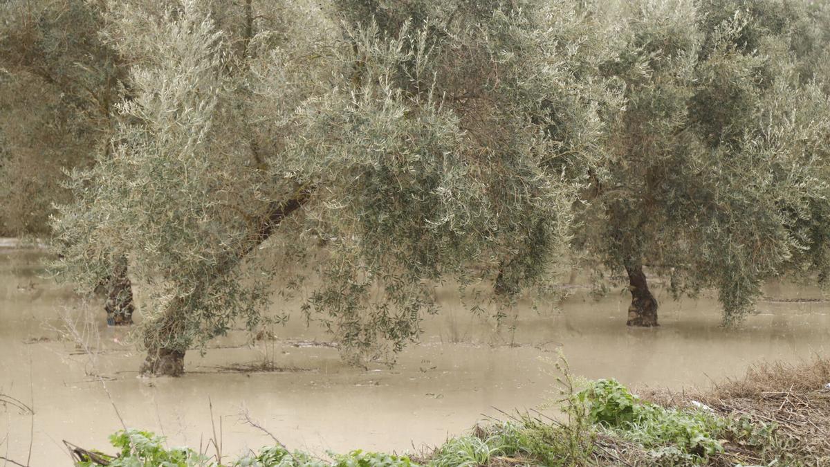 Crisis en el campo por el temporal: Asaja Córdoba solicita a los ...