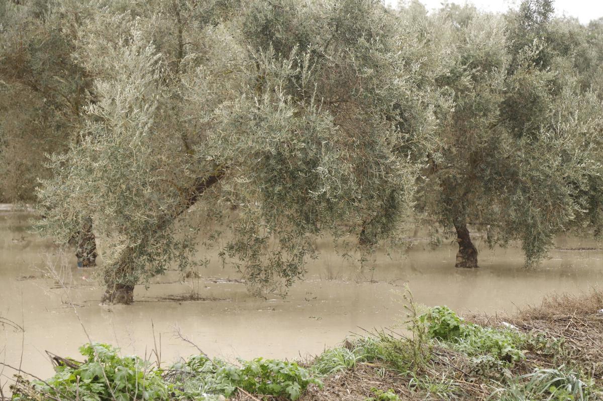 Olivar inundado durante el tren de borrascas en la provincia de Córdoba.
