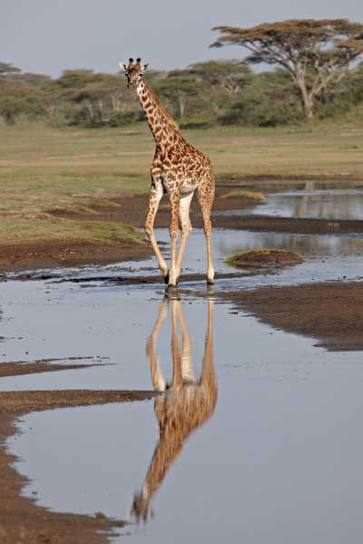 La jirafa Masai, una de las seis especies de jirafas que existen en el mundo.