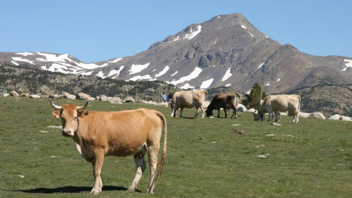 Un ramat de vaques a les pastures altes de les Bulloses | ARXIU/AJ. LLÍVIA