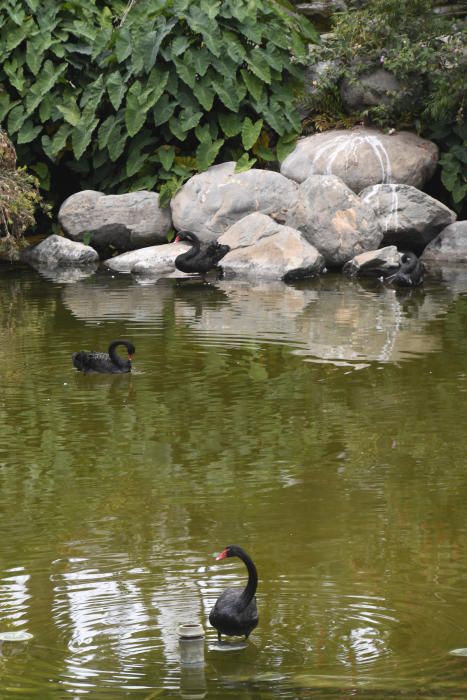 POLLUELO DE CISNE NEGRO