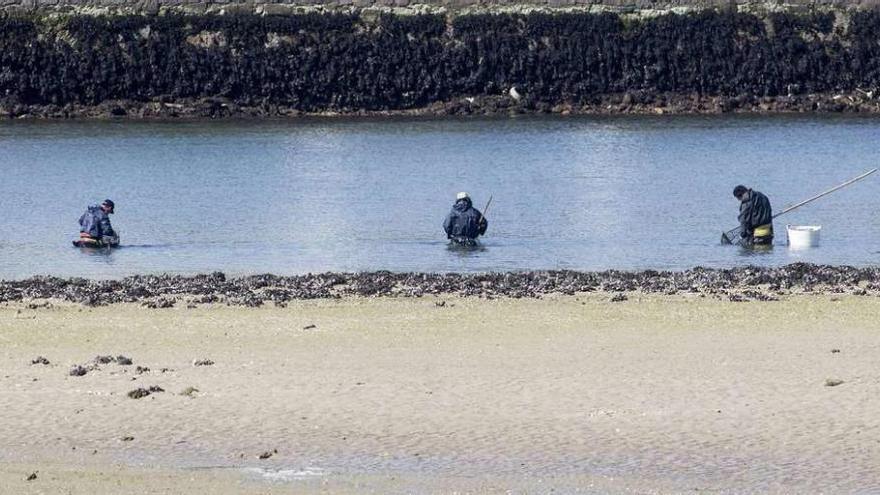 Las toxinas impiden faenar a los mariscadores en la ría 69 días cada año en la última década