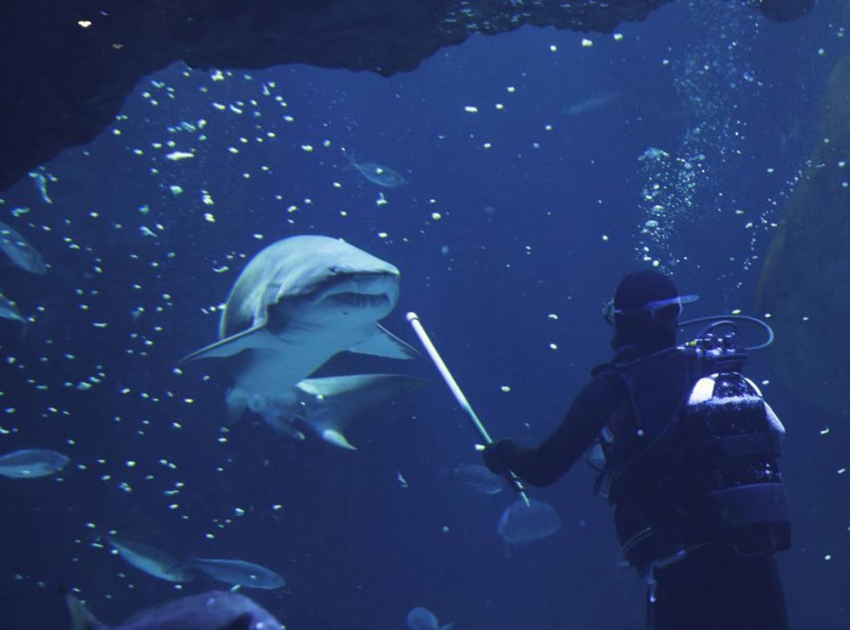 Visitas guiadas a las zonas técnicas del Acuario
