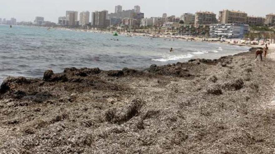 Los vecinos de la Zofra denuncian la acumulación de algas en la orilla