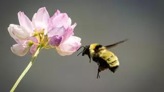 España protege legalmente siete nuevas especies de insectos polinizadores y este es el motivo