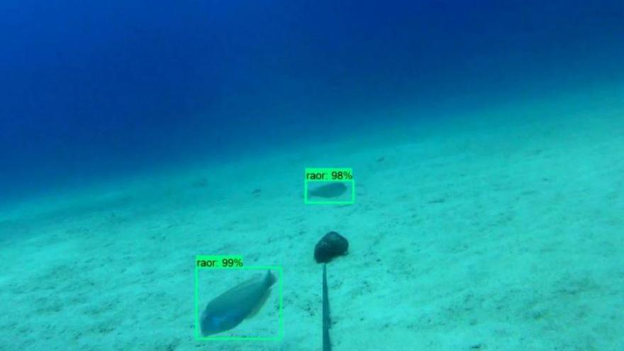 El Imedea monitoriza la bahía de Palma con inteligencia artificial y detecta un descenso de ‘raors’