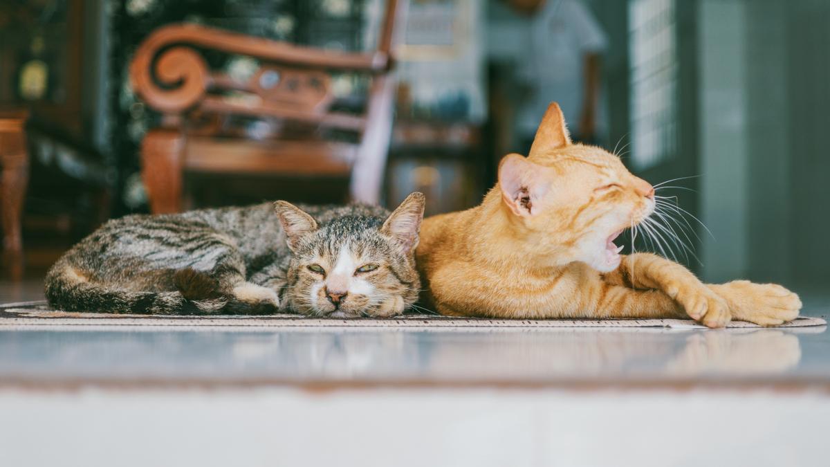 GATOS QUE NO DAN ALERGIA: Estas son las razas de gatos que no causan alergia  o hipoalergénicos
