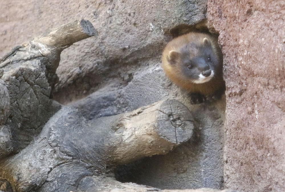 Un pequeño gibón nuevo inquilino del Zoo