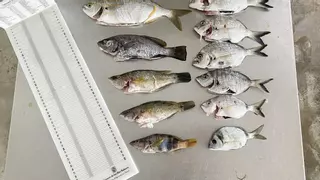 Un pescador sin licencia se enfrenta a 60.000 euros de multa por capturar 1,5 kilos de pescado en la Reserva Marina de es Freus