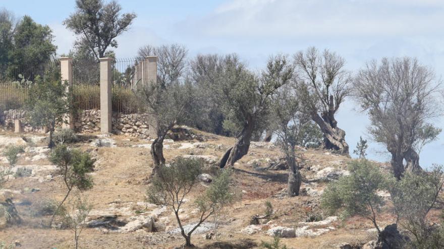 Necrópolis del Puig des Molins.