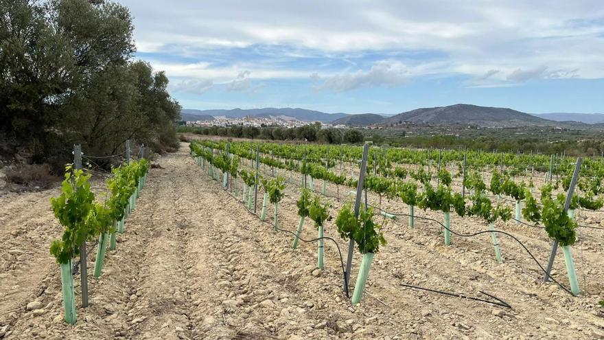 Cultivos de vid en terrenos previstos para una planta solar. Al fondo, Villar del Arobispo. | L-EMV