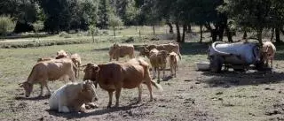 Galicia perdió cerca de 7.000 vacas desde 2021: una de cada cinco en las últimas diez semanas