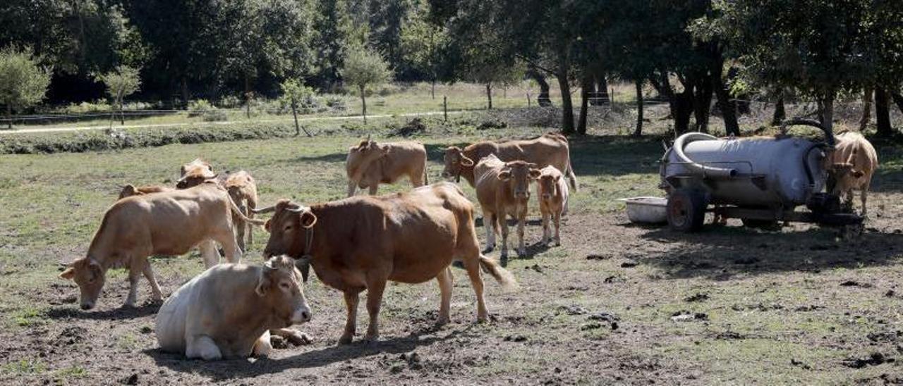 Varias vacas descansando en una explotación localizada en Tomiño (Pontevedra).