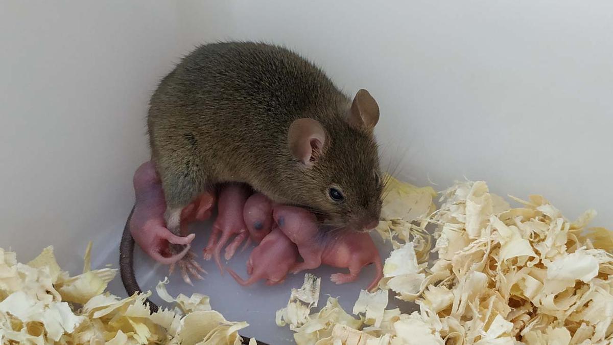 Ratón partenogenético con su descendencia.