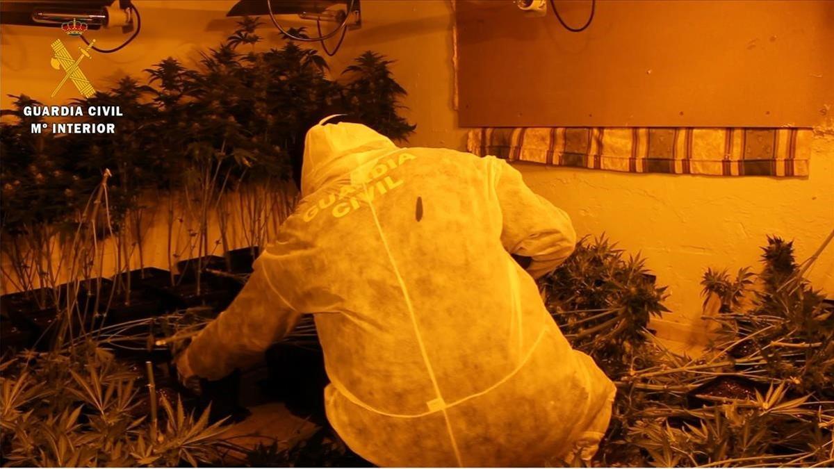 Imagen de la Guardia Civil sobre la incautación de una plantación de marihuana en el barrio de Almanjayar en Granada.