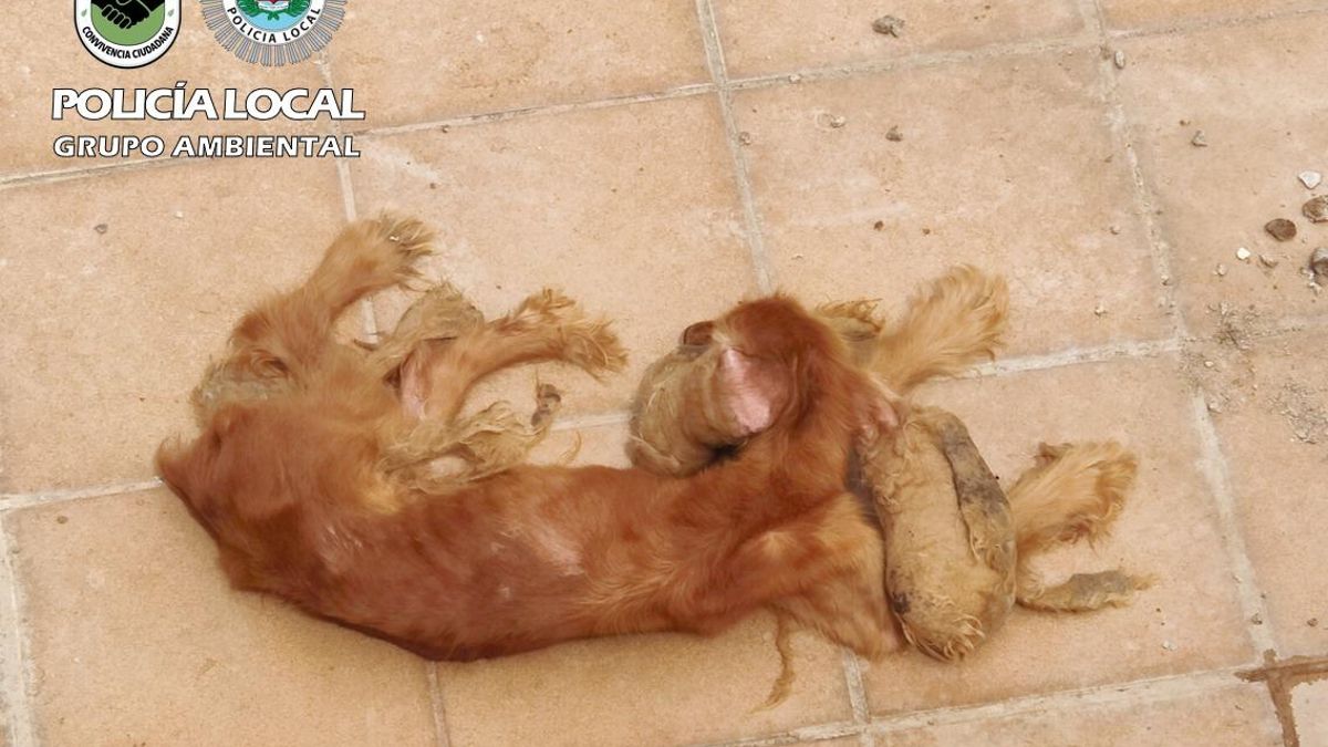 Imagen del animal incautado por la Policía Local y por el que su dueño ha sido condenado.
