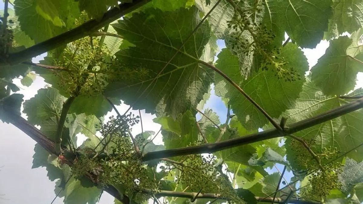El temido saltamontes americano reaparece en un viñedo sin mildiu que inicia el proceso de cuajado