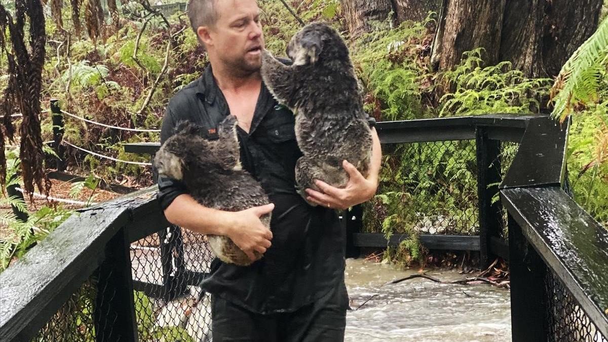 Un trabajador del Parque de Reptiles asutraliano de Somersby, en el sudeste del país, rescata a un koala tras las inundaciones repentinas que se han producido en el país, el 17 de enero del 2020