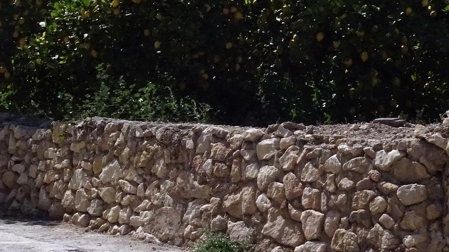 Otro paseo por la huerta de Ricote