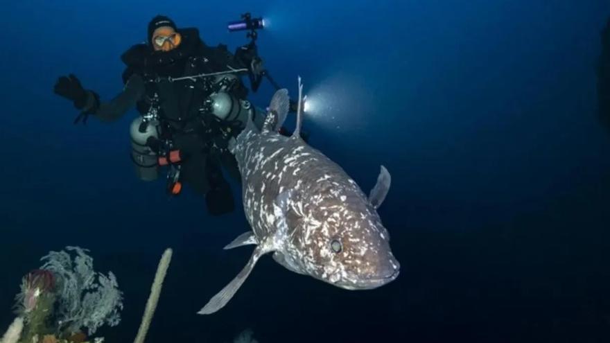 Fotografían por primera vez en su hábitat natural un ejemplar de pez fósil