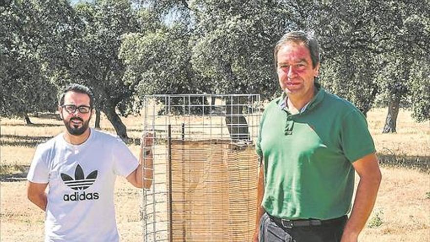 El Dehesafío planta encinas en fincas de dehesa cordobesas