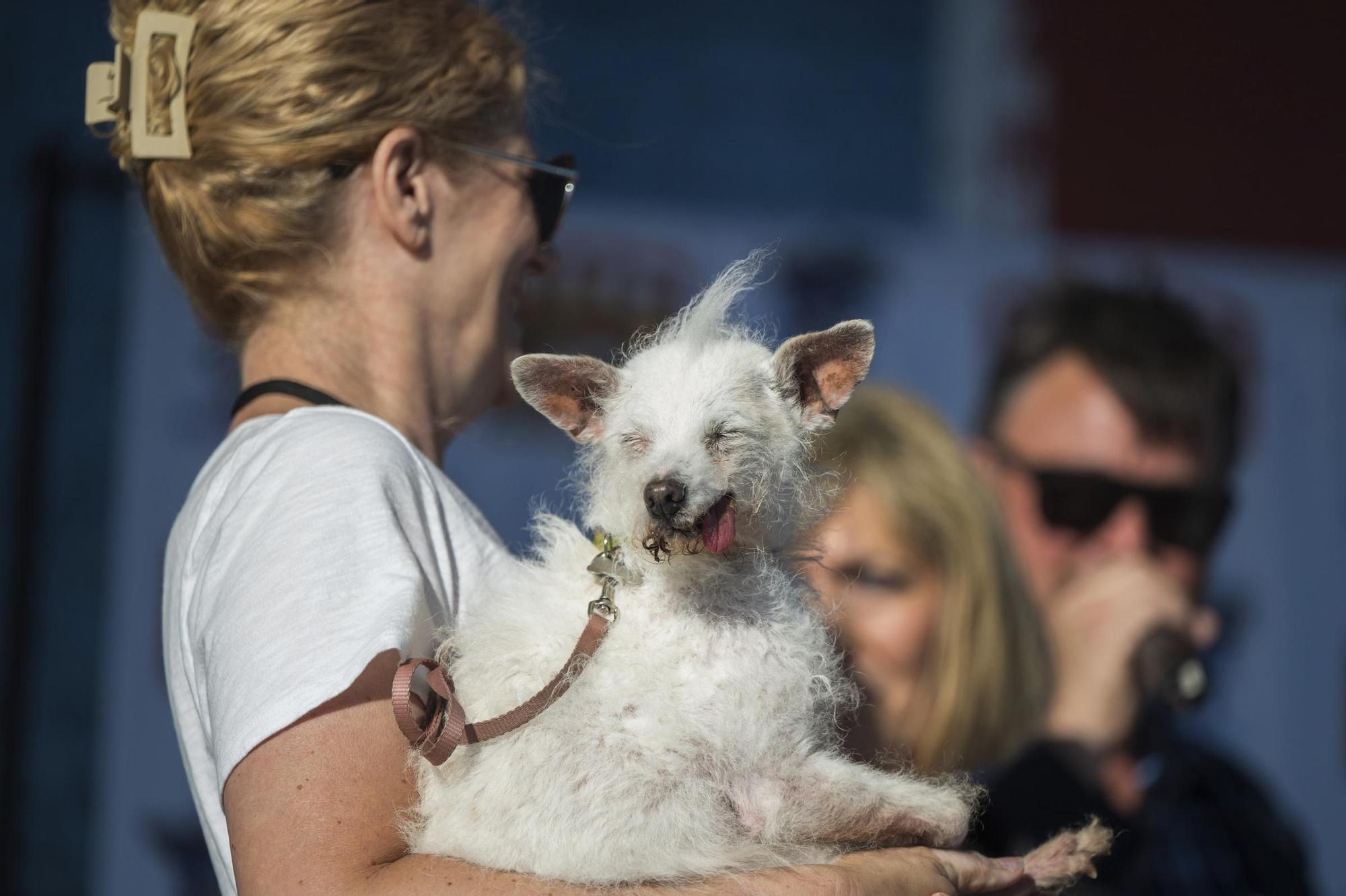 Las mejores imágenes del concurso 'El perro más feo del mundo'