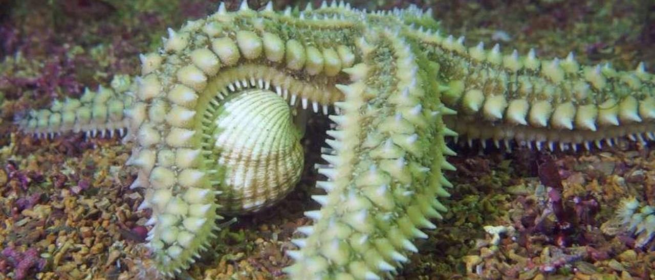 En la imagen, una estrella de mar captura un berberecho. Mundo Marino