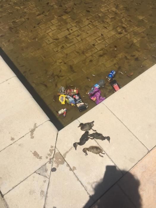 Denuncian la muerte de varios patos en la UA