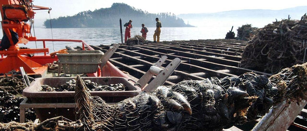 Mejilloneros trabajan en una batea en la ría de Pontevedra.