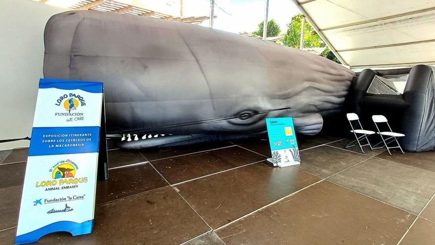 San Sebastián acoge una exposición sobre cetáceos de la Macaronesia