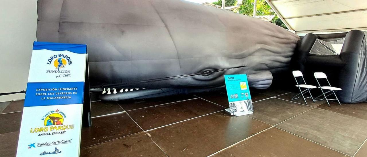 San Sebastián acoge una exposición sobre cetáceos de la Macaronesia