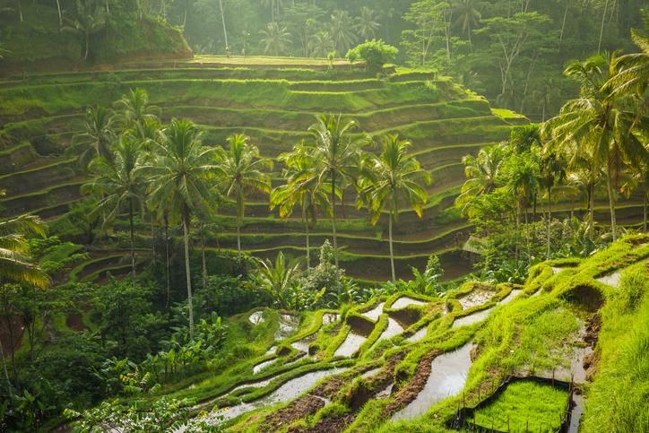 En Bali hay arrozales diseminados por toda la isla.