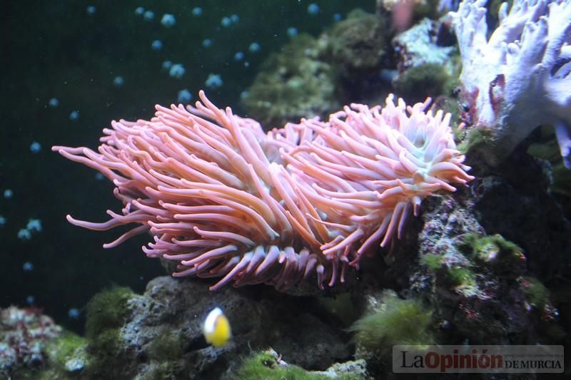 El acuario de la UMU albergará las especies emblemáticas del Mar Menor