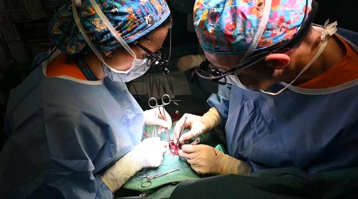 La cirugía del trasplante de la bebé