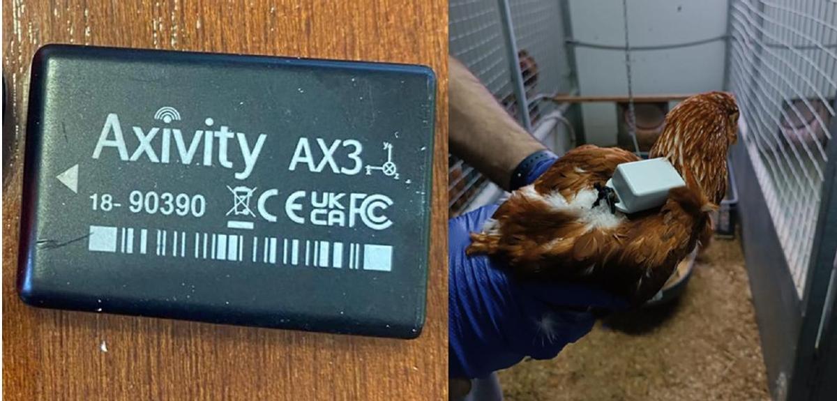 Una de las gallinas utilizadas para el estudio llevando uno de los monitores