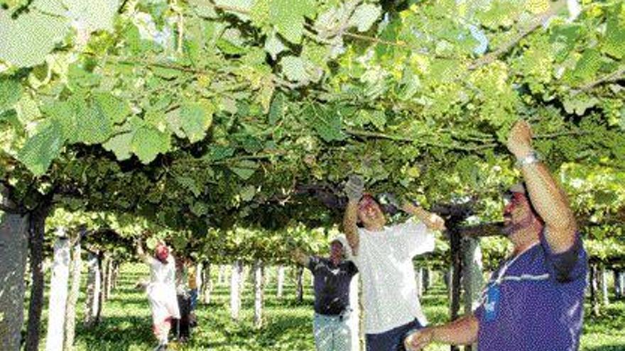 El mundo del vino da un giro hacia la profesionalización del productor