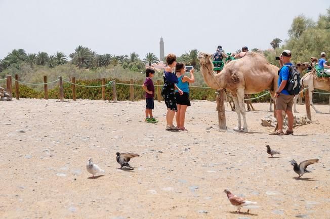 Reportaje excursiones con camellos en las Dunas ...