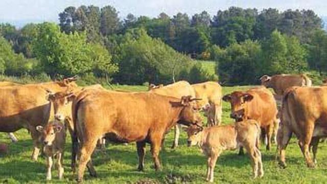 Las "rubias" de Agolada, en la red