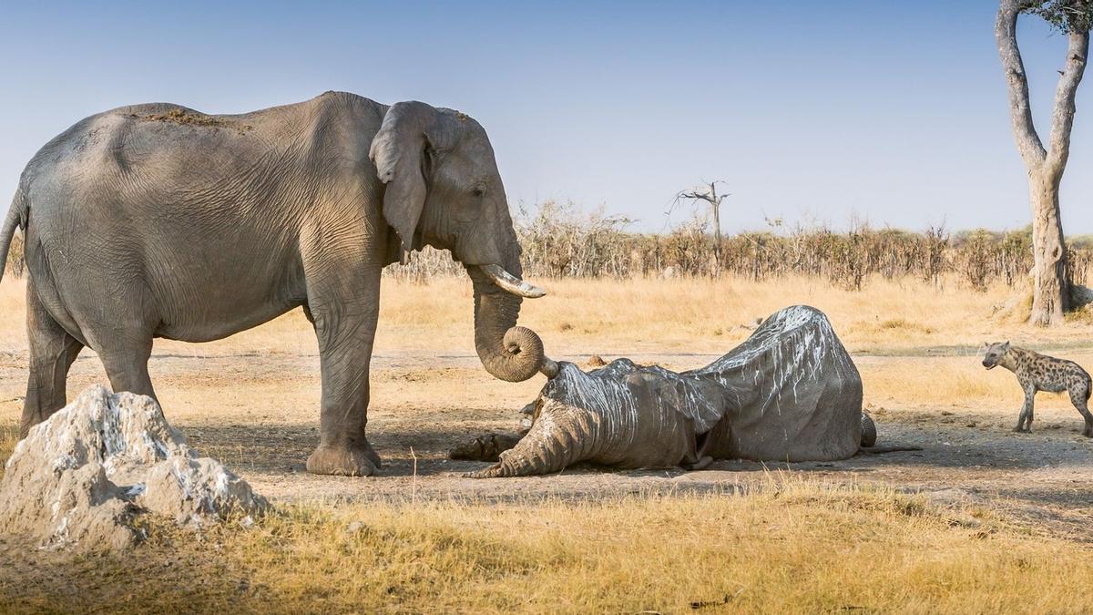 Una elefanta espanta a los carroñeros que se alimentaban del cadáver de un congénere.