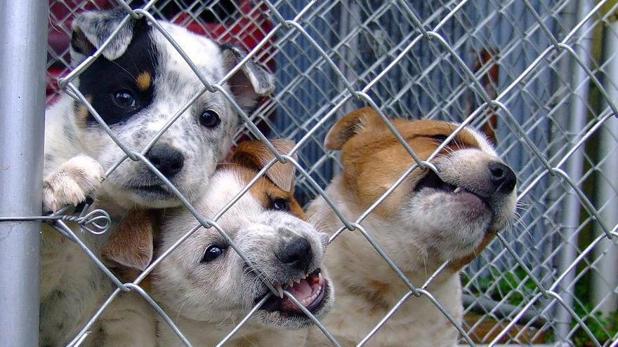 El abandono convierte a los animales en corazones rotos y vacíos.