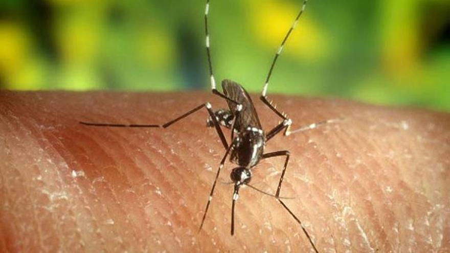 Un mosquito Anófeles, transmisor de la malaria.