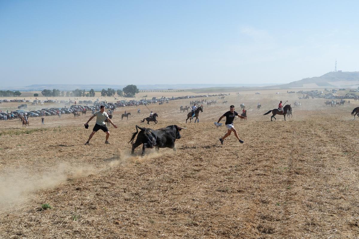 GALERÍA| Multitudinario encierro de campo en Moraleja del Vino GALERÍA| Multitudinario encierro de campo en Moraleja del Vino