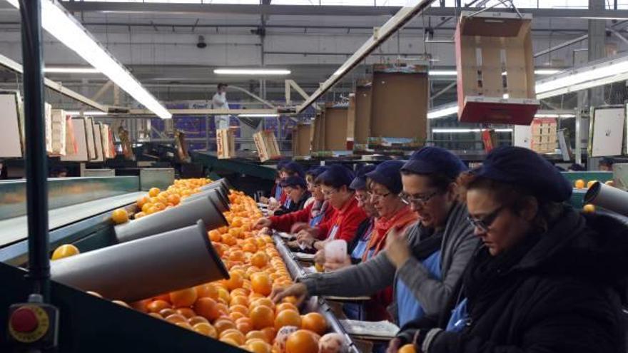 Andalucía ya pisa los talones a la C. Valenciana en cosecha de naranjas