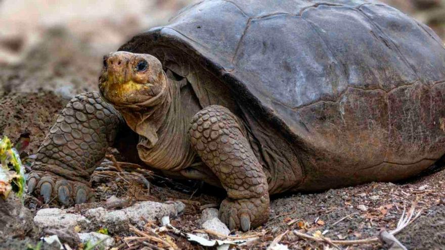 La tortuga Fernanda: encuentran viva a una especie gigante que se creía extinta