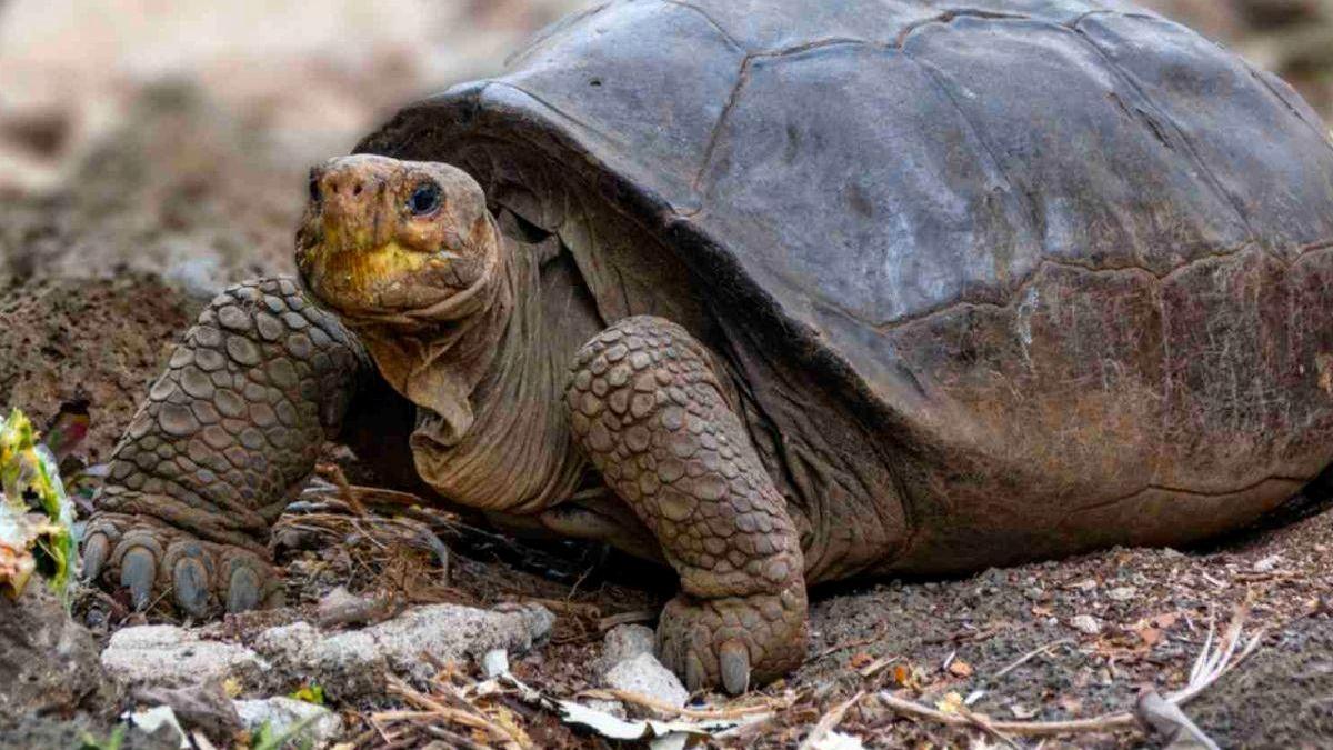 Tortuga Fernanda: descubren viva una especie que se creía extinta desde hace un siglo